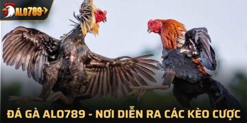 Đá gà Alo789