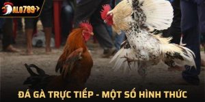 Đá gà trực tiếp