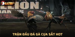 Đá gà cựa sắt