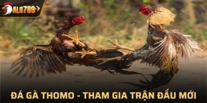 Đá gà Thomo