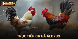 Trực tiếp đá gà