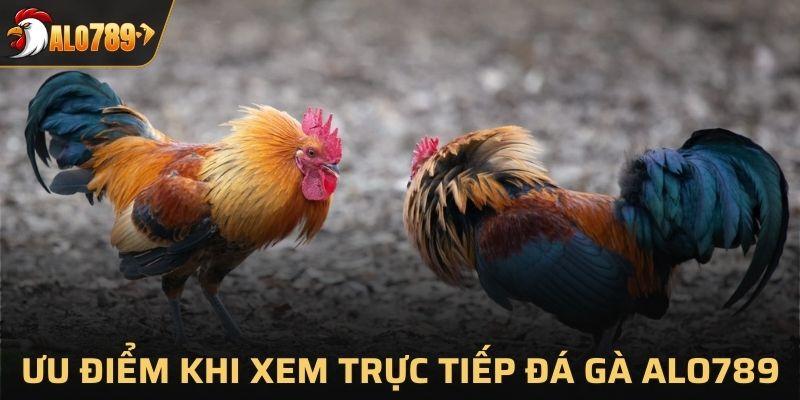 Ưu điểm khi bạn xem trực tiếp đá gà ALO789
